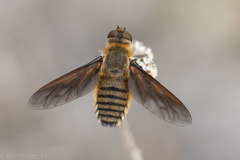 Poecilanthrax lucifer