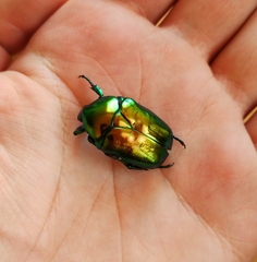 Protaetia speciosissima