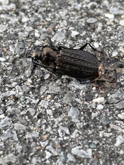 Carabus granulatus