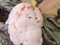 Hericium erinaceus