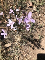Stephanomeria virgata
