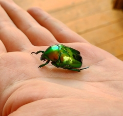 Protaetia speciosissima