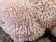Hericium erinaceus