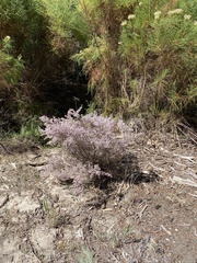 Erica quadrangularis