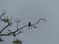 Harpagus bidentatus