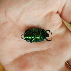 Protaetia speciosissima