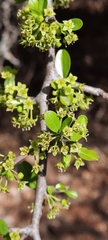 Condalia buxifolia