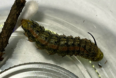 Anisota virginiensis