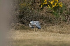 Egretta novaehollandiae novaehollandiae