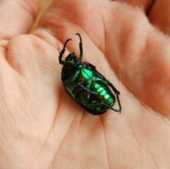 Protaetia speciosissima