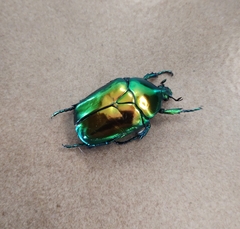 Protaetia speciosissima