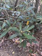 Rhododendron maximum