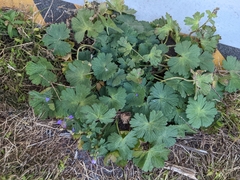 Geranium pusillum