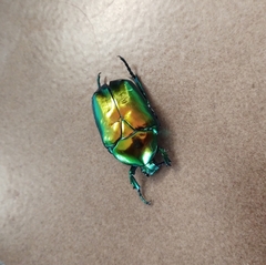 Protaetia speciosissima