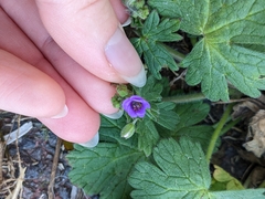 Geranium pusillum