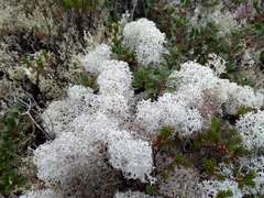 Cladonia stellaris