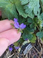 Geranium pusillum