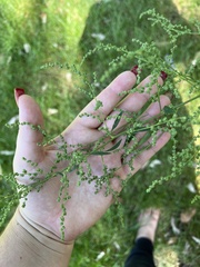 Cycloloma atriplicifolium