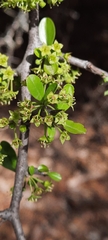 Condalia buxifolia