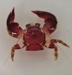 Pachycheles biocellatus