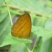 Tawny Bushbrown - Photo (c) Cheongweei Gan, some rights reserved (CC BY-NC), uploaded by Cheongweei Gan