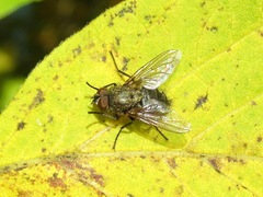 Pollenia rudis