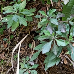 Erigeron karvinskianus