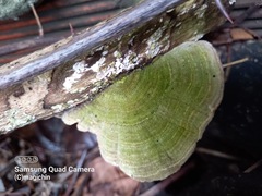 Trametes menziesii