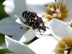 Oxythyrea marginalis