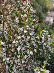 Erica imbricata