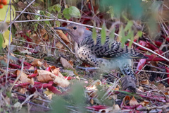 Colaptes auratus luteus