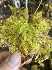 Acericecis ocellaris