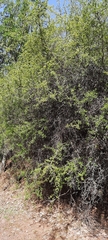 Condalia buxifolia