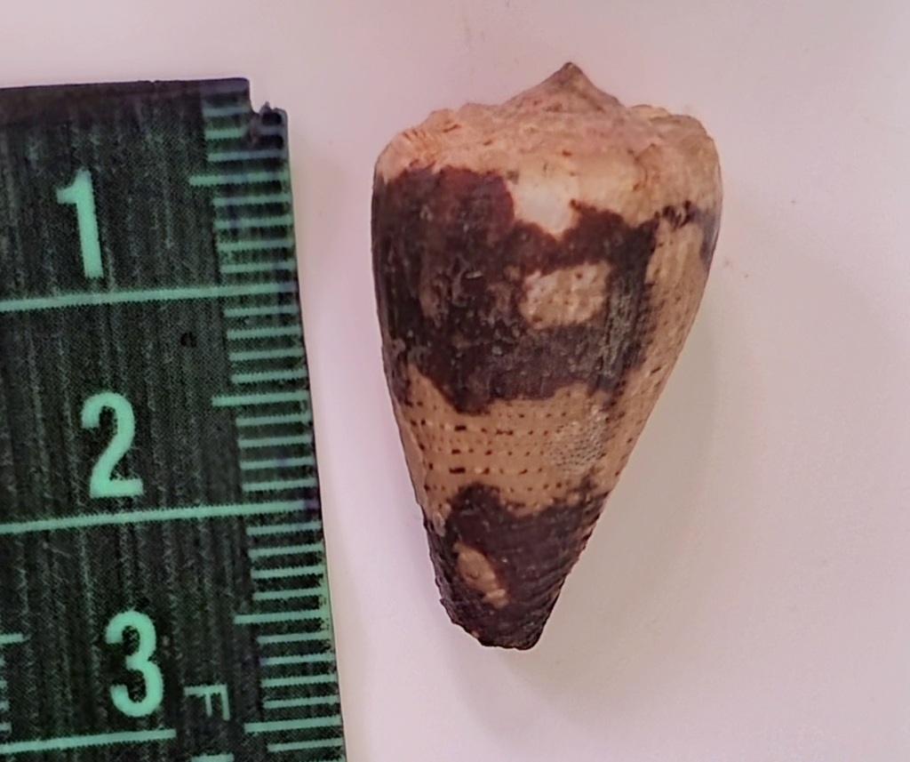 Conus bartschi