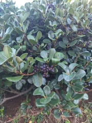 Rhaphiolepis umbellata