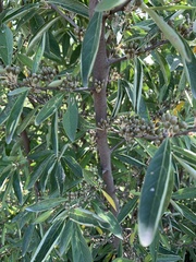 Elaeagnus umbellata