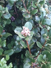 Rhaphiolepis umbellata