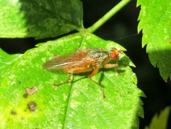 Scathophaga suilla