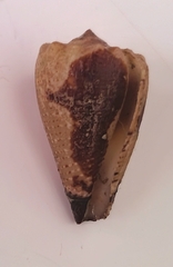 Conus bartschi