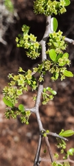 Condalia buxifolia