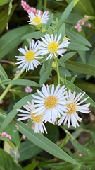 Symphyotrichum lanceolatum