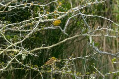 Emberiza citrinella caliginosa