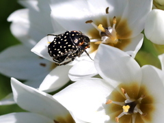 Oxythyrea marginalis