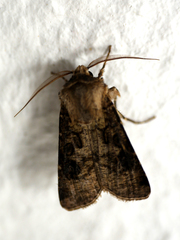 Agrotis clavis
