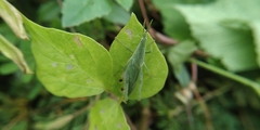 Atractomorpha