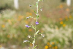 Loeselia coerulea