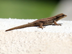 Lygodactylus capensis