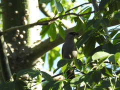 Agelaioides badius