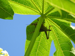 Coryacris angustipennis