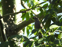 Agelaioides badius